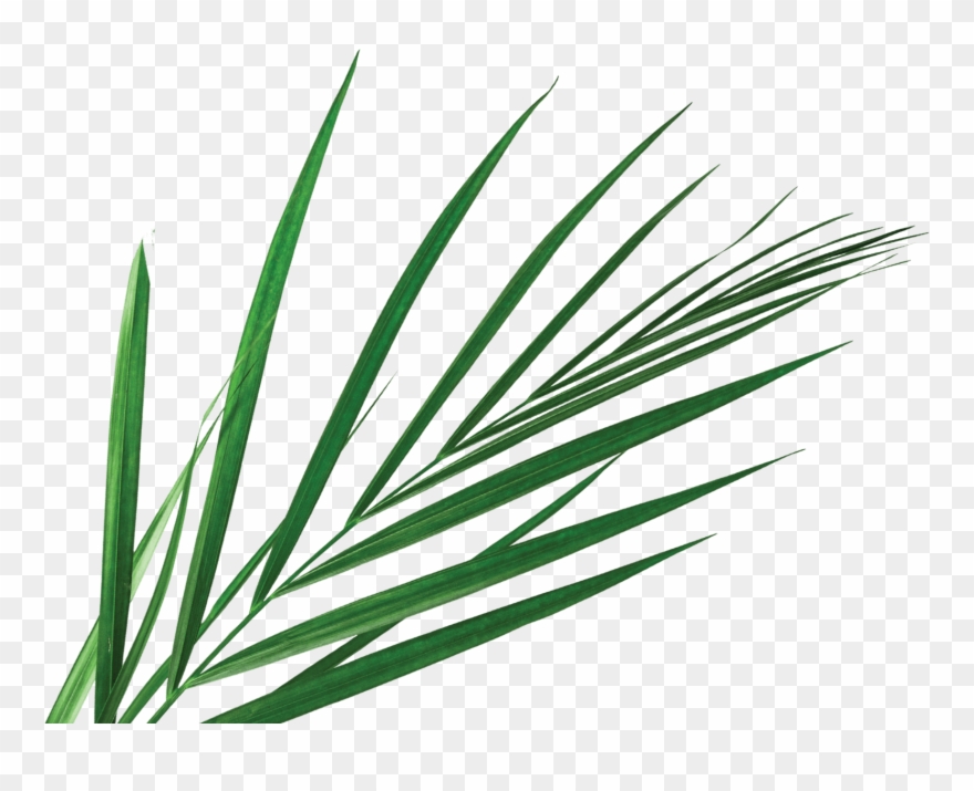 Aveda - Saw Palmetto Clipart