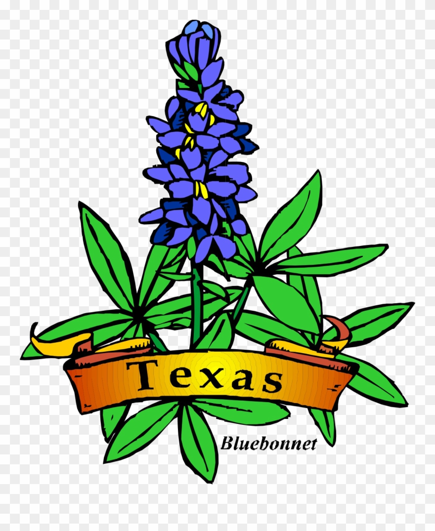Texas State Flower Drawing Clipart