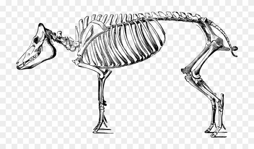 Collection Of Drawing High Quality Free - Pig Skeleton Clipart