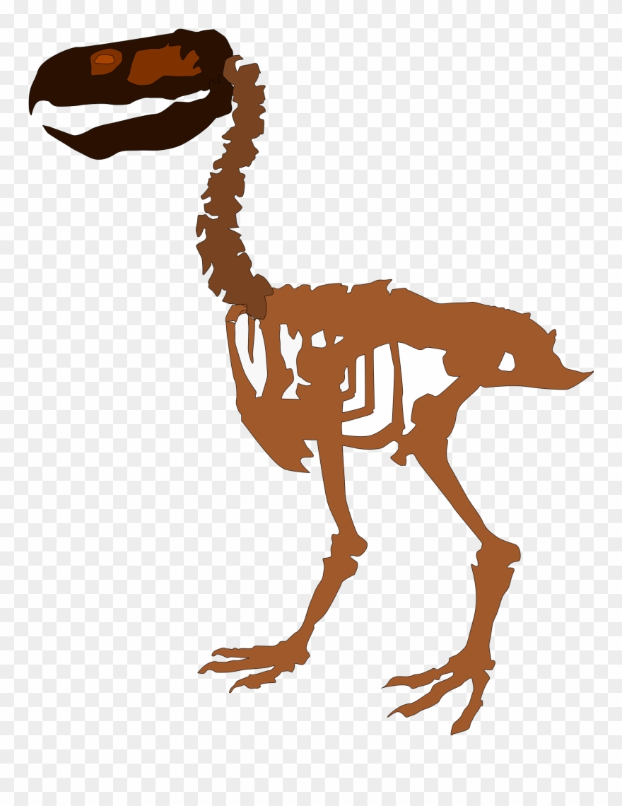 Open - Paraphysornis Skeleton Clipart