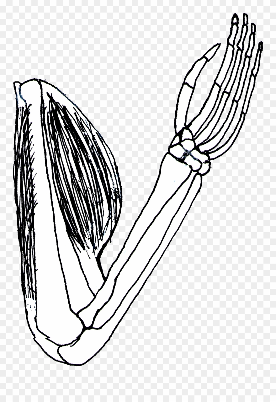 Vector Clip Art Online, Royalty Free Public Domain - Biceps And Triceps Clipart - Png Download