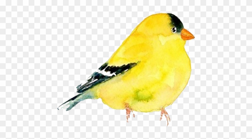 Goldfinch Clipart Watercolor - Png Download