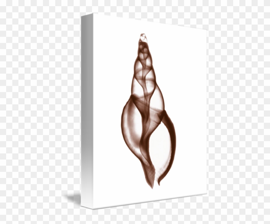 Drawing Shell Still Life Banner Download - Gallery-wrapped Canvas Art Print 11 X 11 Entitled Shell Clipart