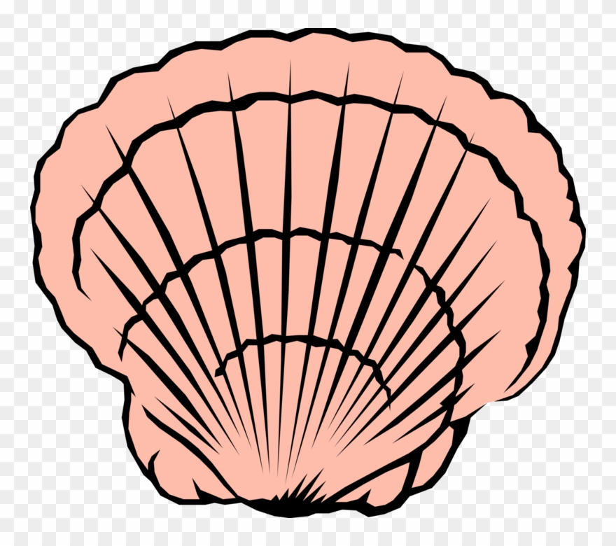 Seashell Image Illustration Of Clipart