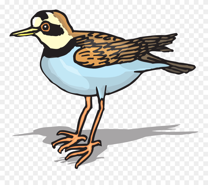 Plover Bird Cartoon Png Clipart