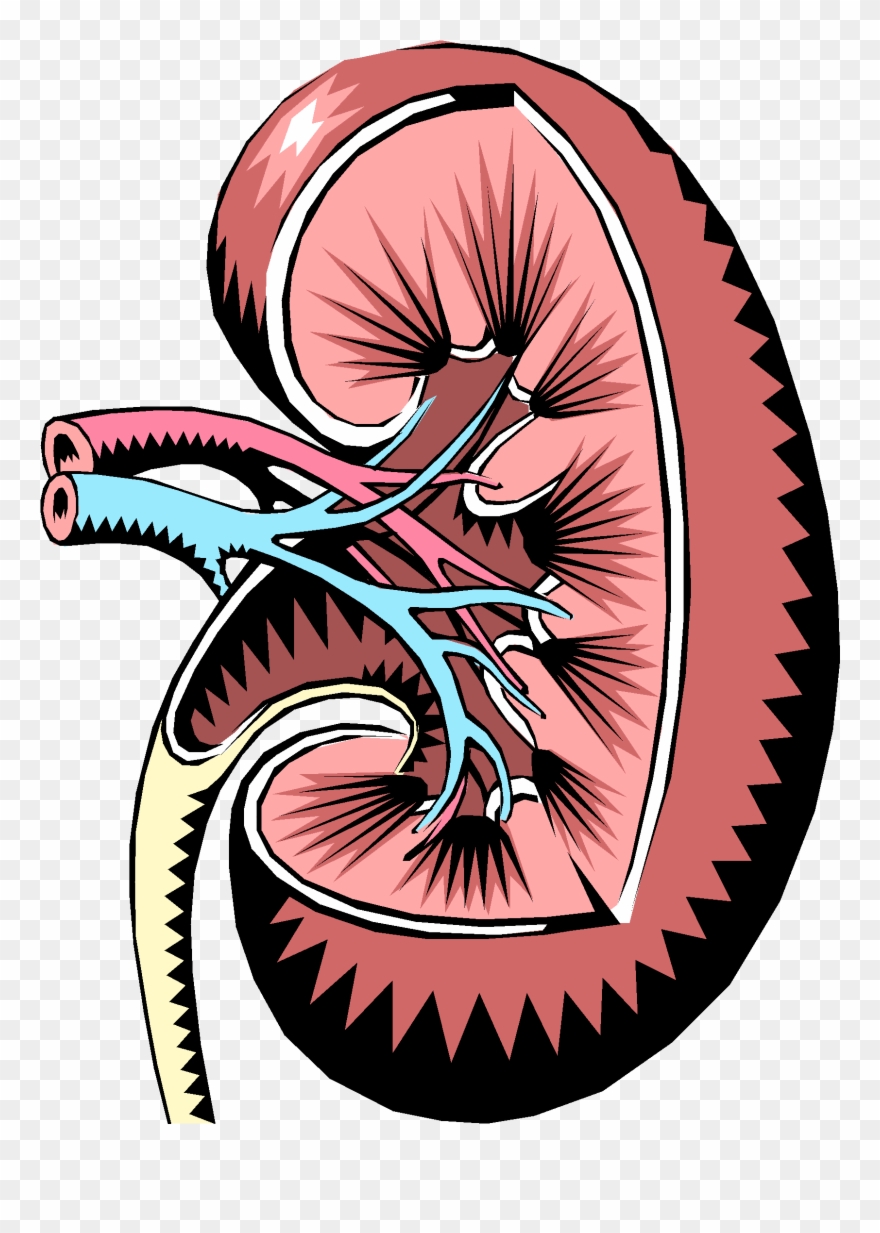 Endocrine Regulation - Functions Of Kidney Ppt Clipart