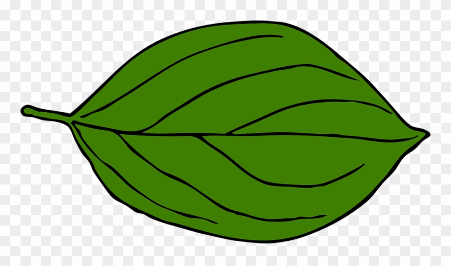 Nerves Clipart Biological - Apple Tree Leaf Clipart - Png Download