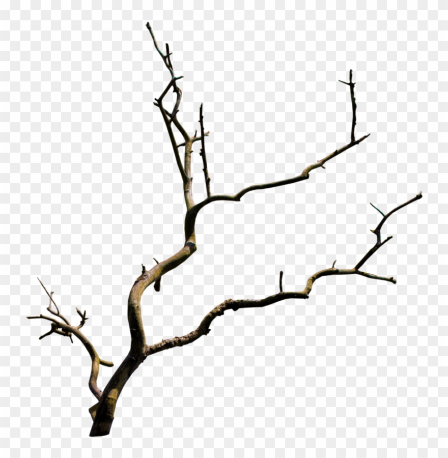 Tree Branches - Arboles Minimalistas Png Clipart