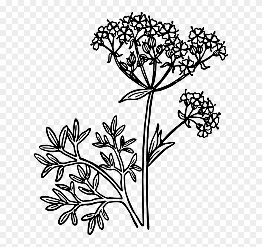 All Photo Png Clipart - Anise Vector Transparent Png