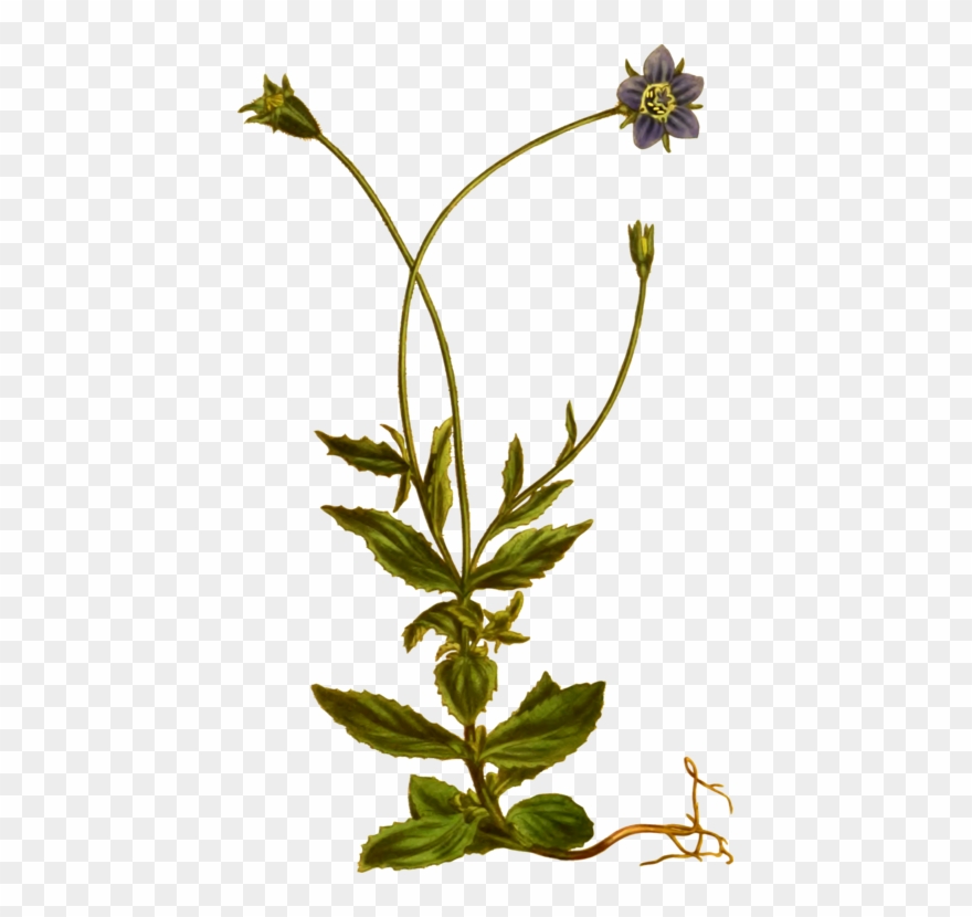 All Photo Png Clipart - Herbaceous Plant Transparent Png