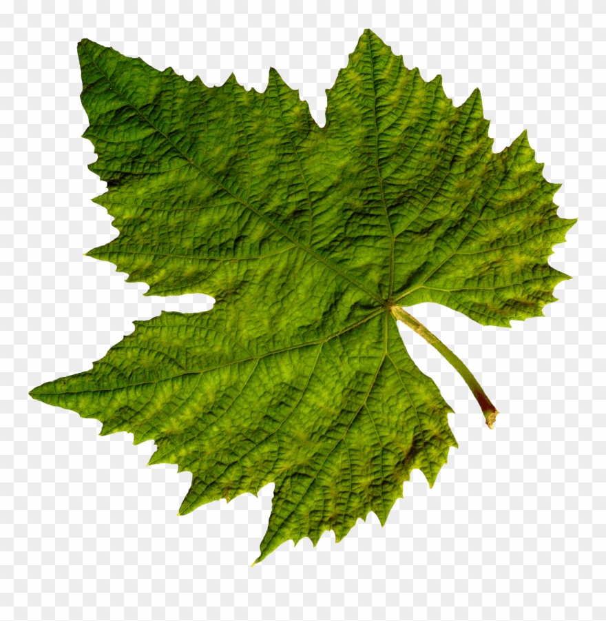 Green Leaves Clipart Fall - Vine Leaf Png Transparent Png