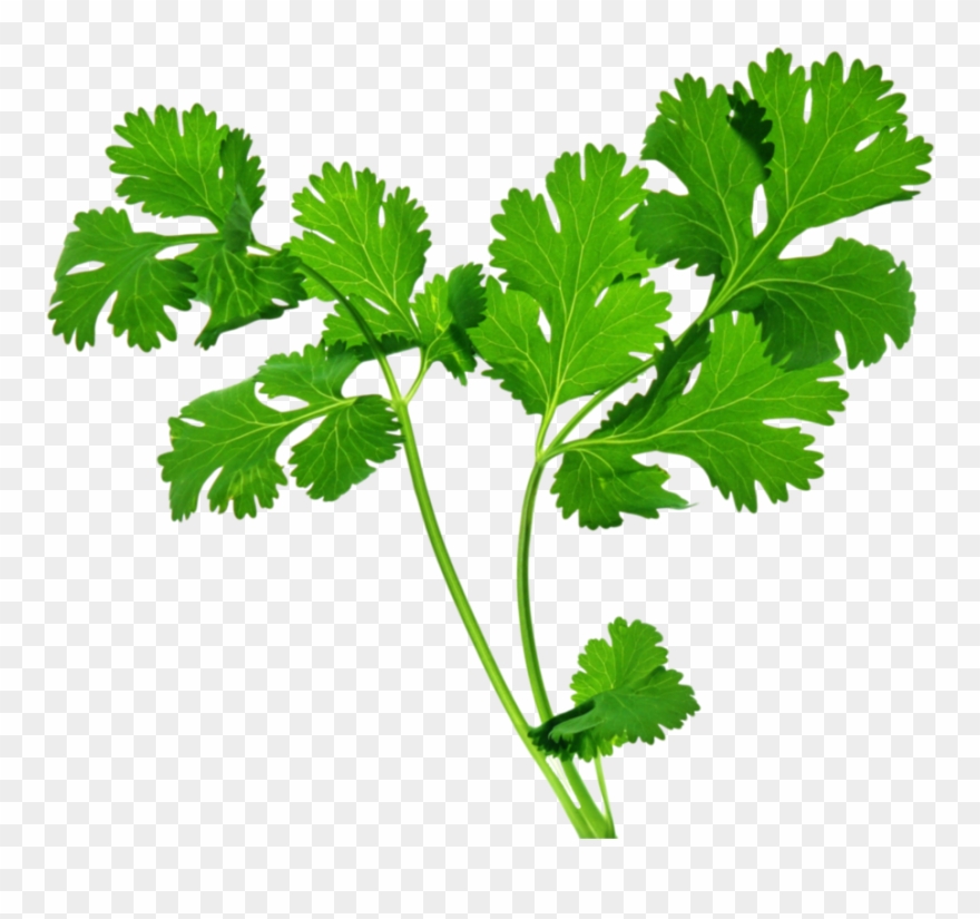 Clip Art Free Library Coriander Pad Thai Chutney Herb - Celery Health Benefits - Png Download