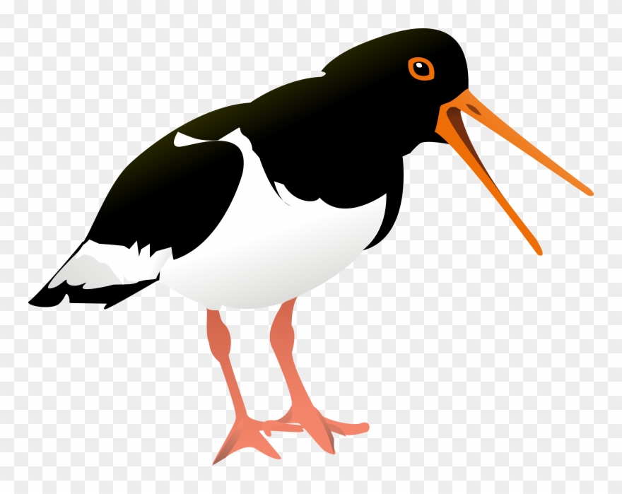 Oyster Clip Art Download - Oystercatcher Png Transparent Png