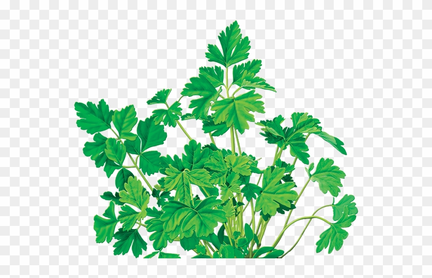 Parsley Herbal Supplement - Alvita - Herbal Parsley Tea Organic - 24 Tea Bags Clipart