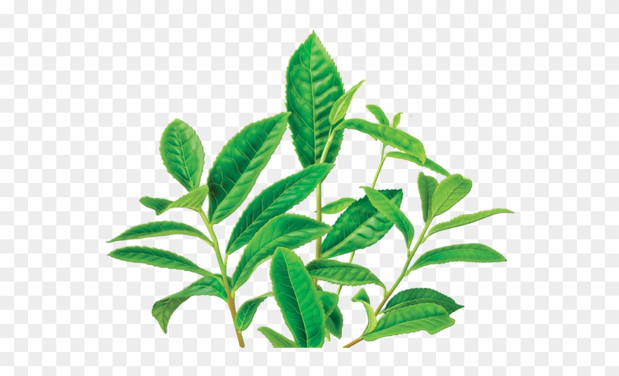 Clipart Leaves Green Tea Leaf - Alvita - Organic Green Tea Decaf - 24 Tea Bags - Png Download