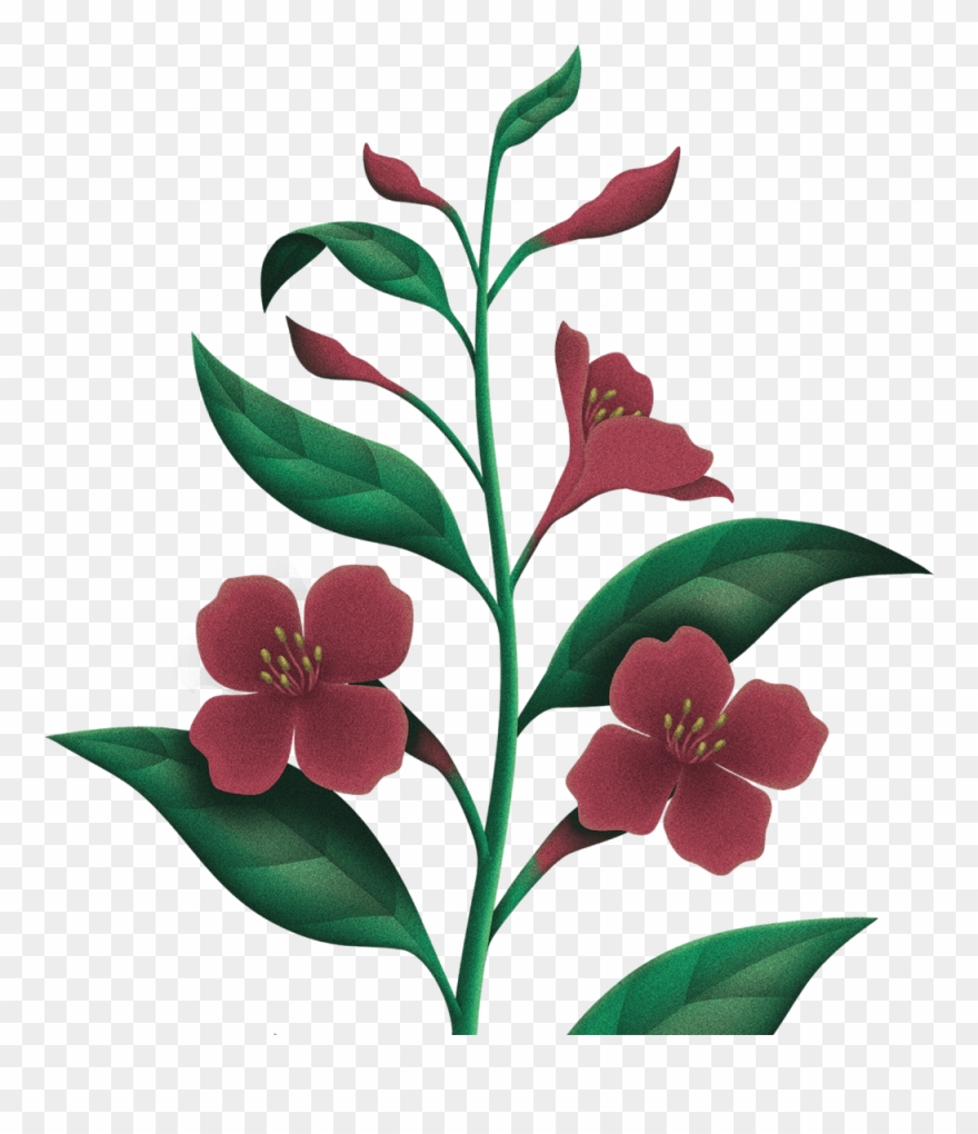 Soothes Irritated Skin That Can Be Caused By Shaving, - Orchids Of The Philippines Clipart