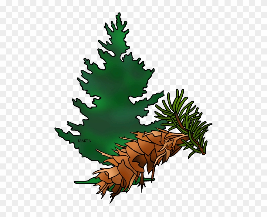 Clip Arts Related To - Douglas Fir Clipart - Png Download