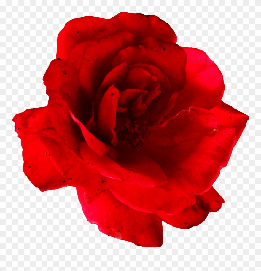 Portable Network Graphics Clipart