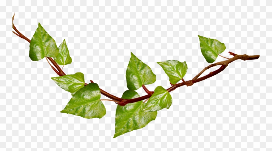 Vine Cliparts Transparent - Leaf Vine Transparent Background Png