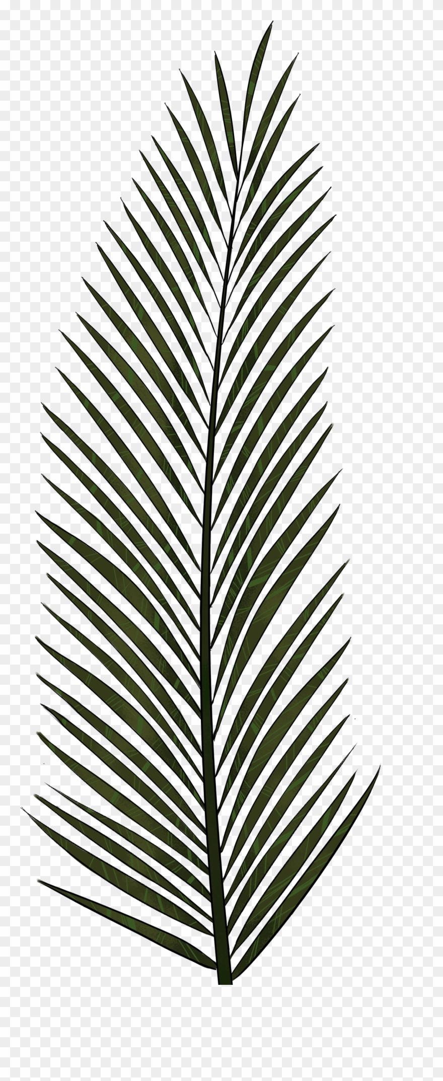 Palm Leaves - Palm Tree Leaf Texture Clipart