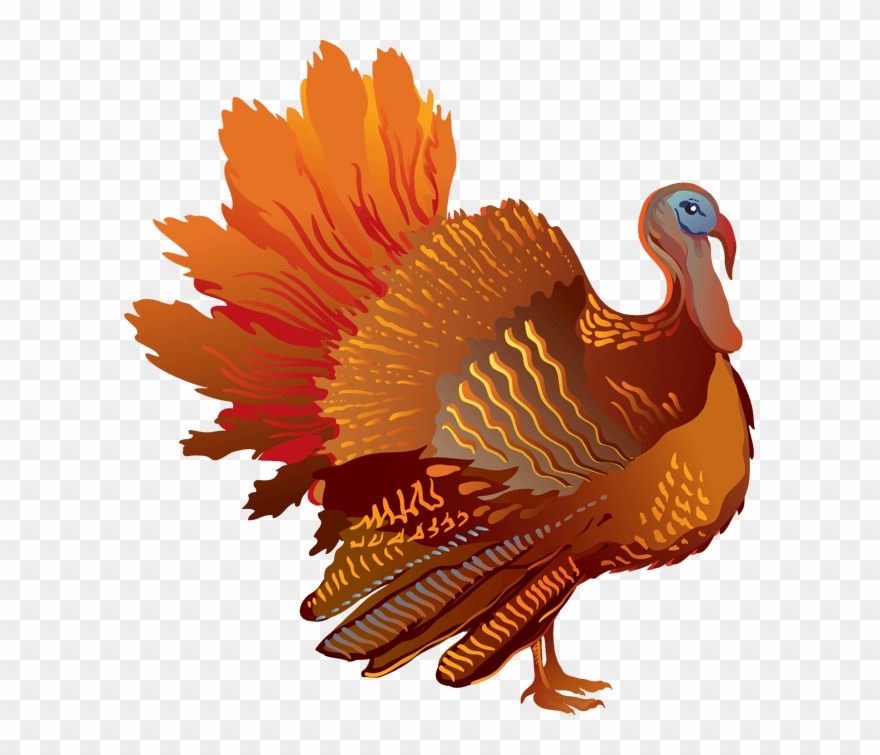 Free Clip Art Turkey - Thanksgiving Transparent - Png Download