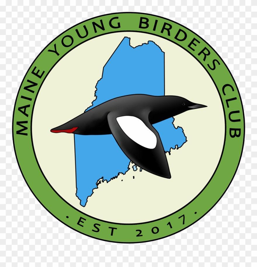Events Maine Young Birders Club - Cartoon Clipart