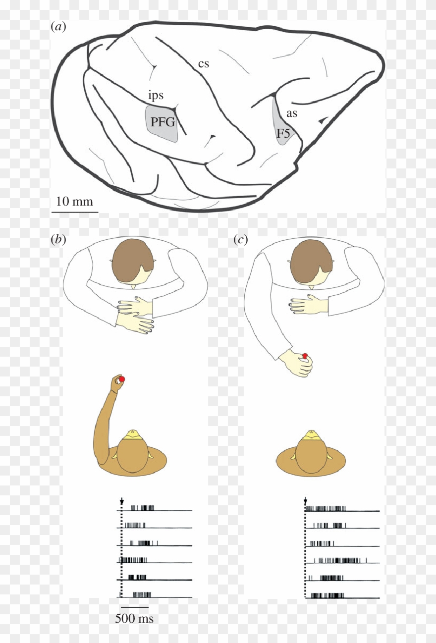 Example Of A Mn Responding During And - Cartoon Clipart