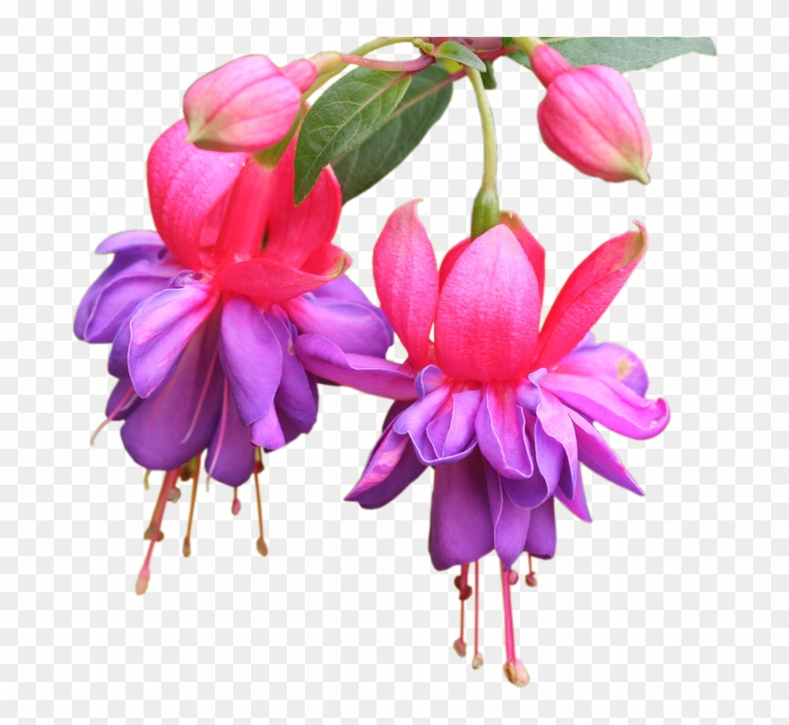 Purple And Pink Fuchsia Flowers Pillow Case Clipart