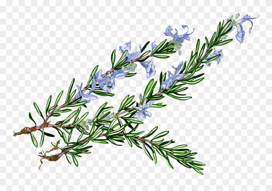 Julia Turshen's Now & Again - Rosemary Clipart