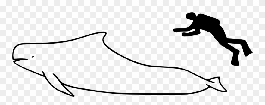 Short-finned Pilot Whale Size - Pilot Whale Size Comparison Clipart