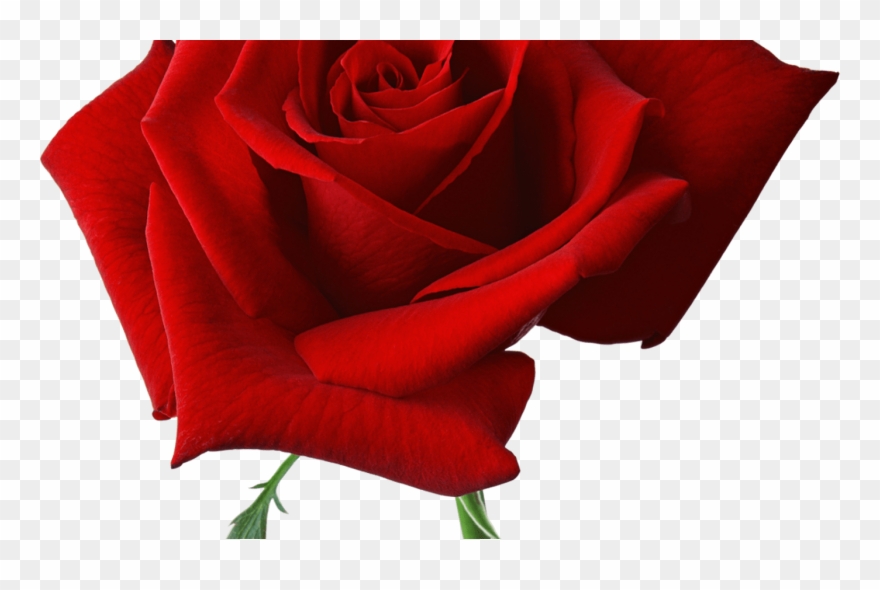 Large Red Rose Clipart Gallery Yopriceville High Quality - Png Download