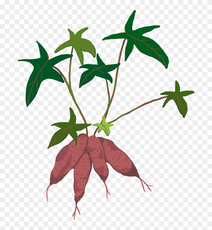 Like A Simple, Little Plant Above Ground, But This - Flower Clipart