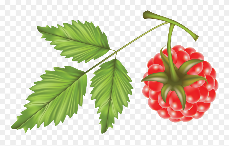 Raspberry Vector Clipart