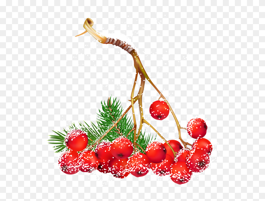 Berry Clipart Clip Art - Holly And Berry Clip Art - Png Download