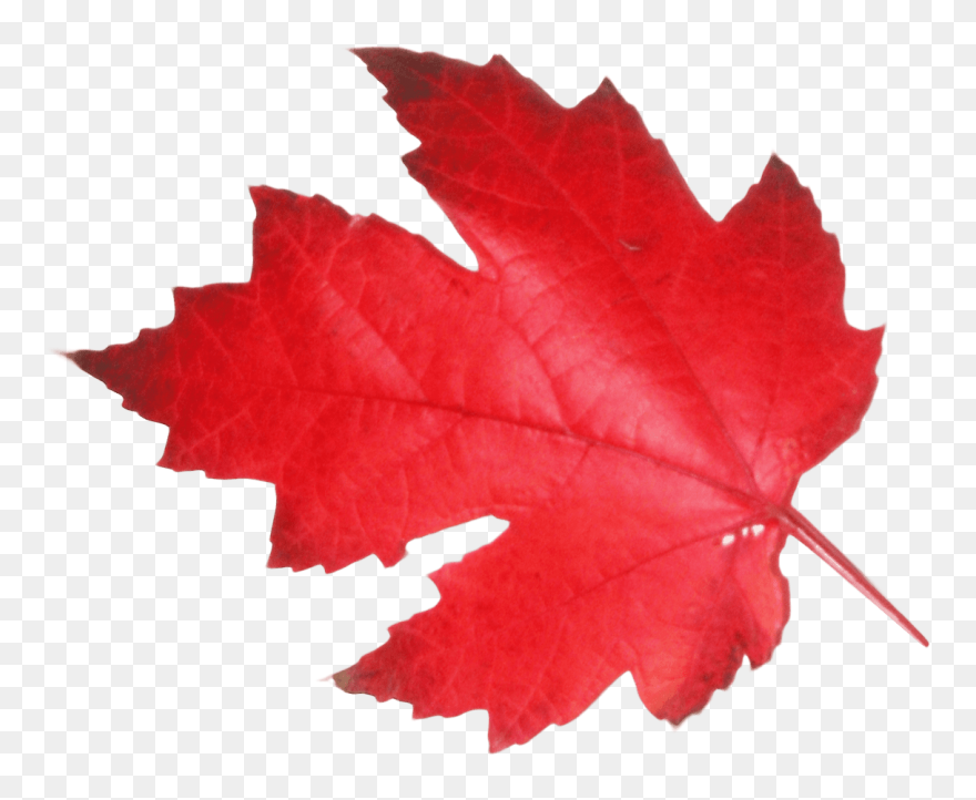 Canada Maple Leaf Png Transparent Images - Red Leaf Transparent Background Clipart