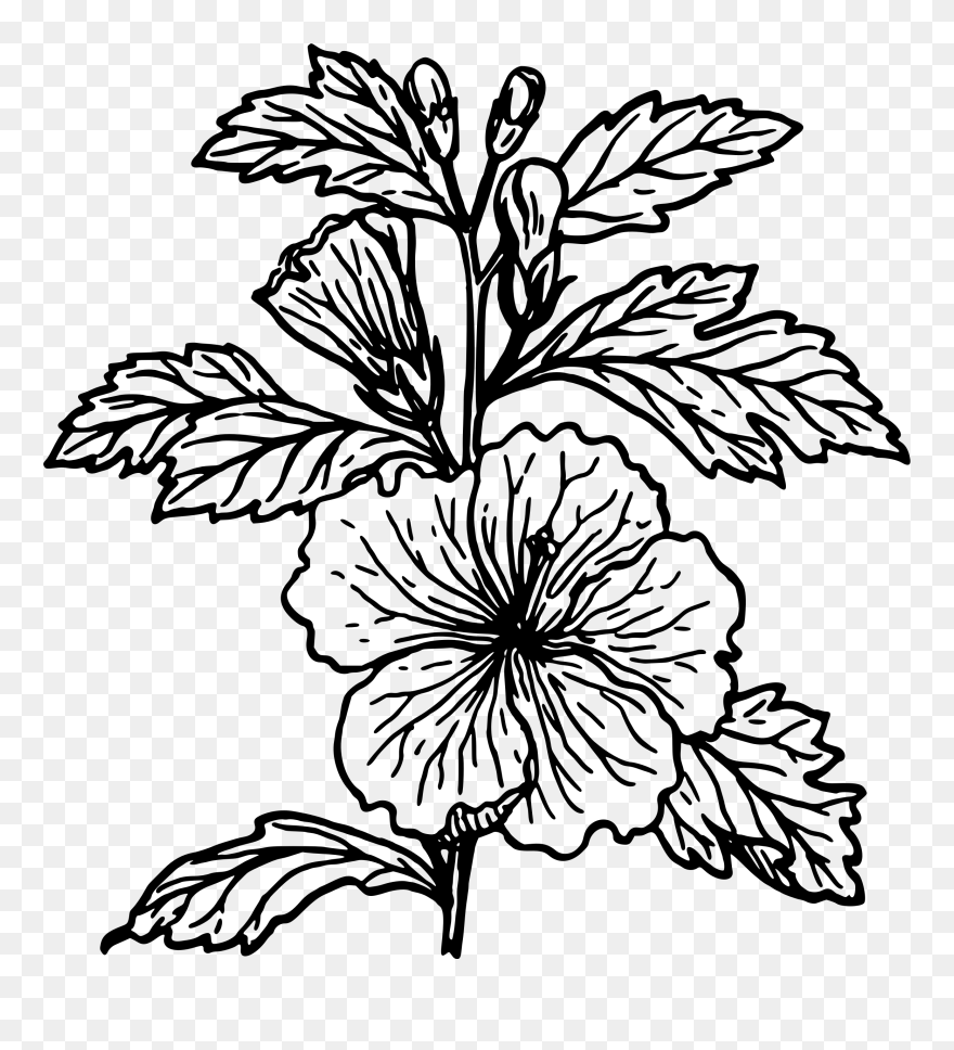 Hibiscus Flower Clipart Black And White Clip Art Black - Hibiscus Plant Clipart Black And White - Png Download