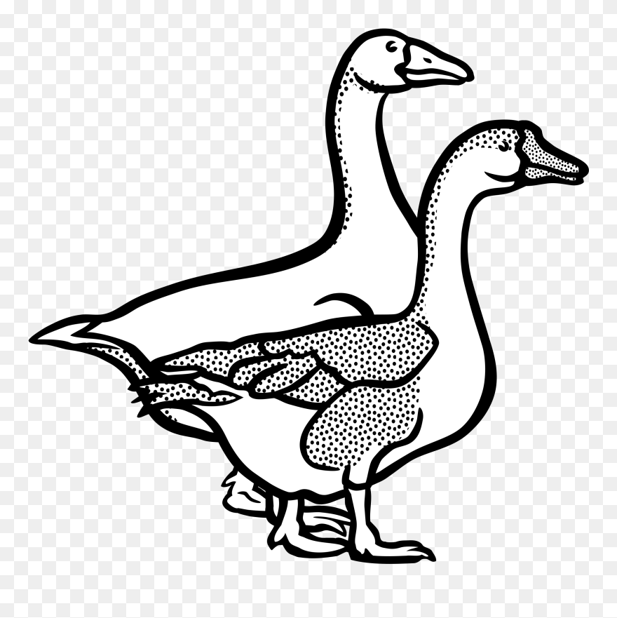 Vector Duck Line - Goose Black And White Clipart