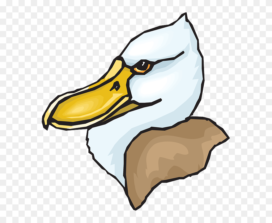 Head, Big, Bird, Duck, Feathers, Beaked, Beak - Clip Art - Png Download