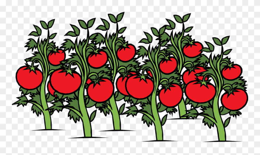 Flowers Clipart Background Clipart - Tomatoes Plant Clipart - Png Download