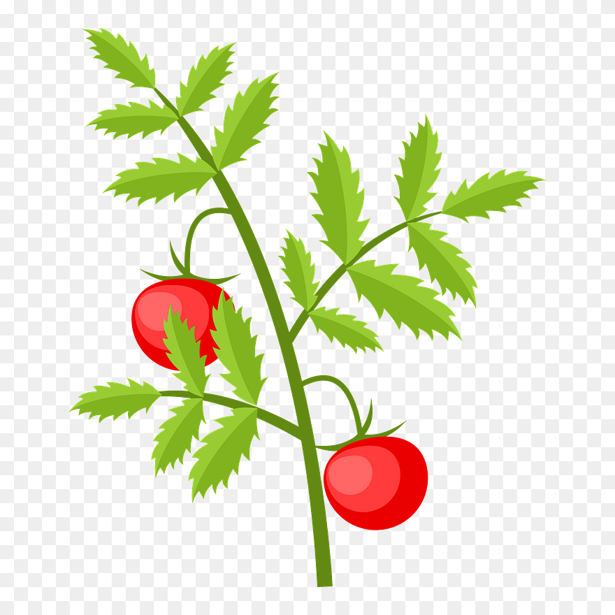 Tomato Plant Clipart - Tomato - Png Download
