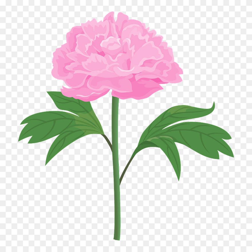 Peony Flower Clipart - Peony Flower Clip Art - Png Download