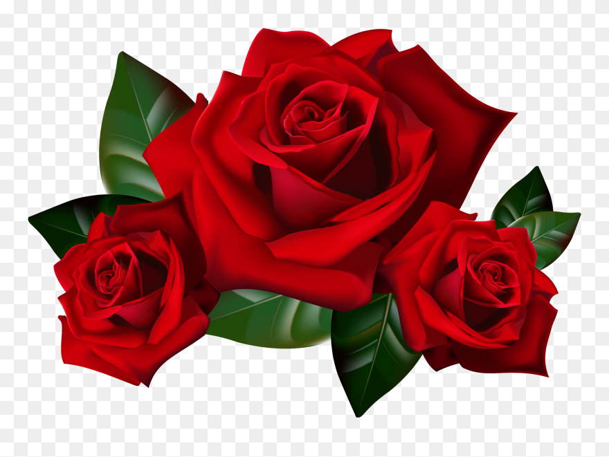 Transparent Background Red Roses Png Clipart