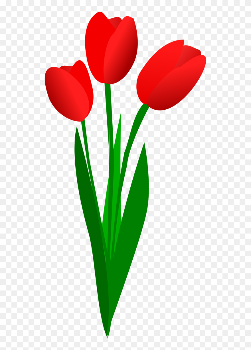 Flower Clipart Tulip - Tulip Clipart - Png Download