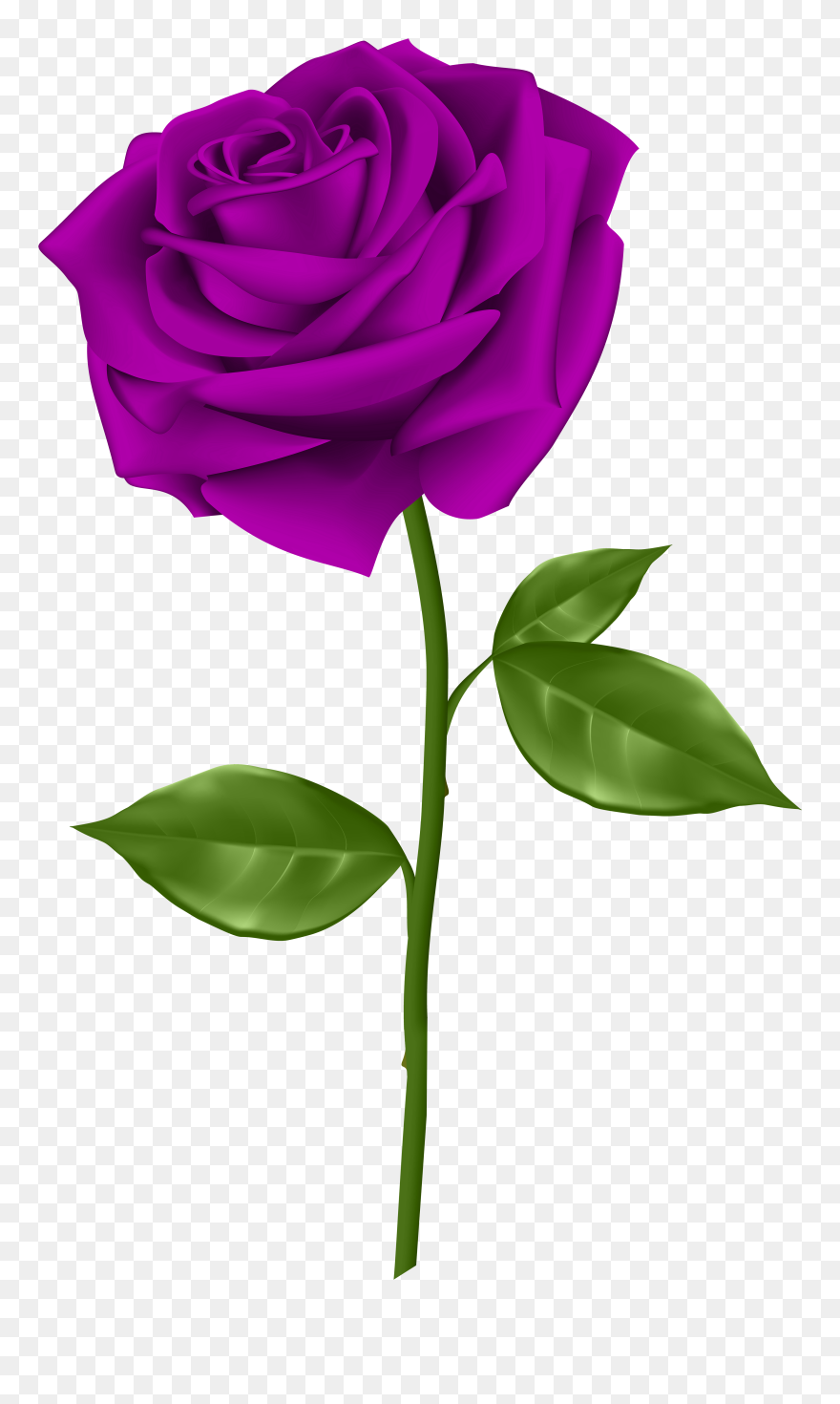 Purple Rose Transparent Png Clip Art - Purple Rose Transparent Png
