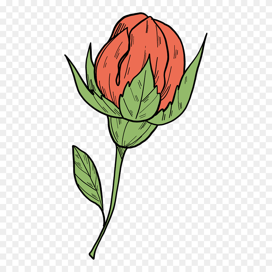 Rose Bud Clipart - Garden Roses - Png Download