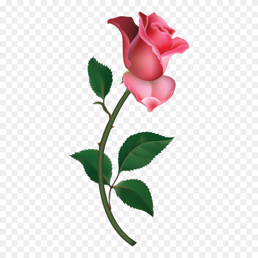 Pink Rose Clipart Png - Rose Bud Transparent Png