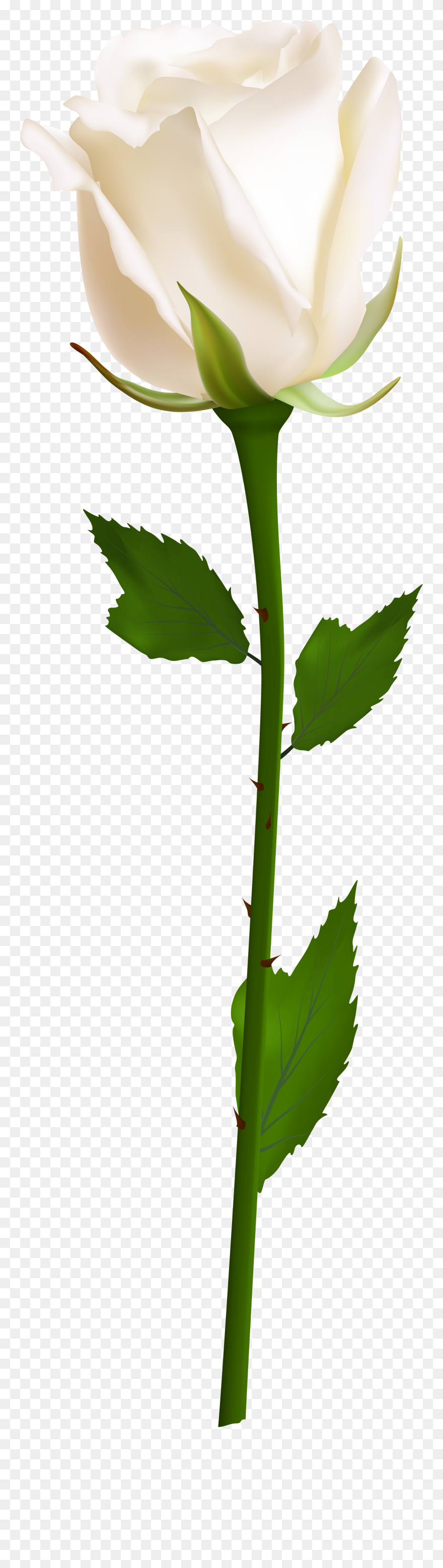 White Rose Clipart - Png Download