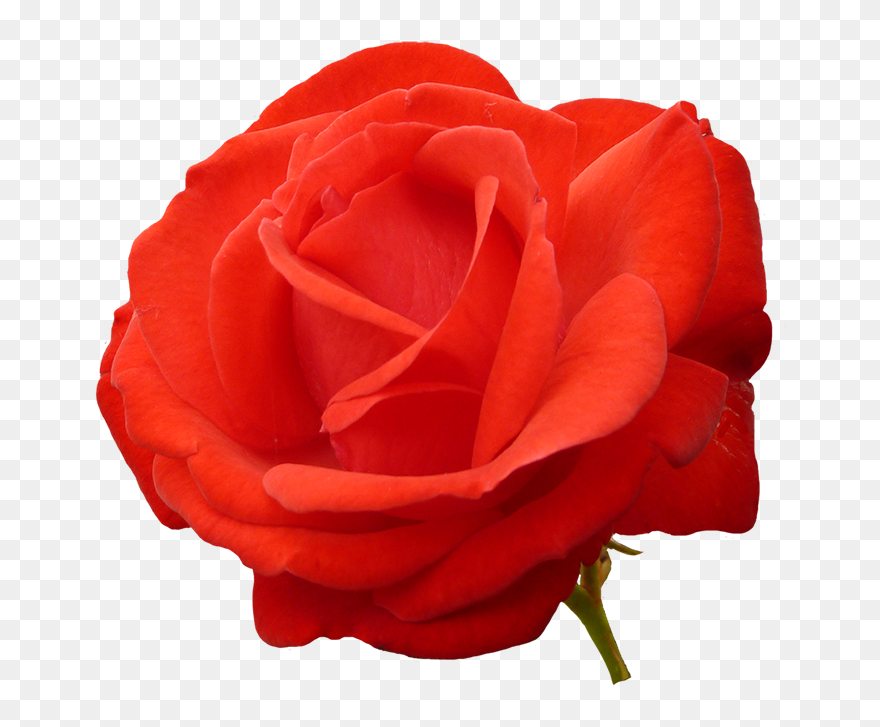 Red Red Rose Clipart Red Red Rose Clipart - Portable Network Graphics - Png Download