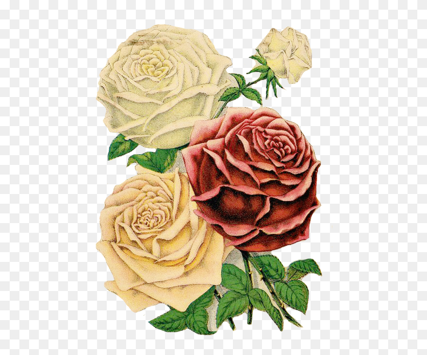 Roses Clipart Floral Clipart Red Roses - Clipart Rose - Png Download