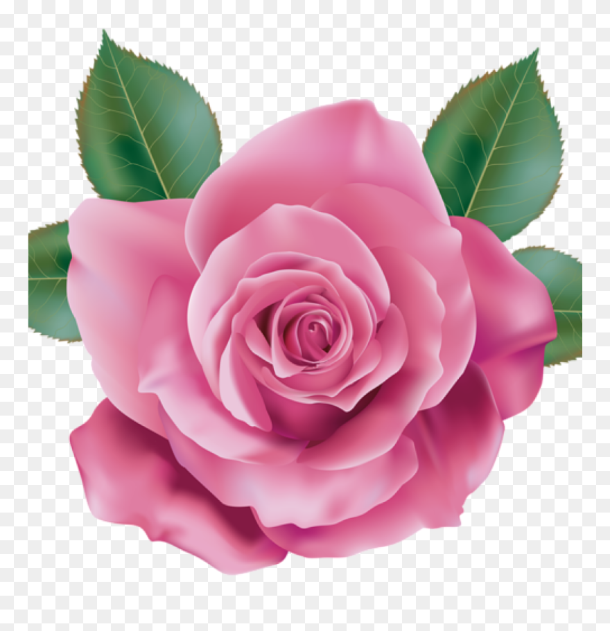 Pink Rose Clipart Rose Clipart Pink Rose Transparent - Png Transparent Background Pink Rose Png Hd